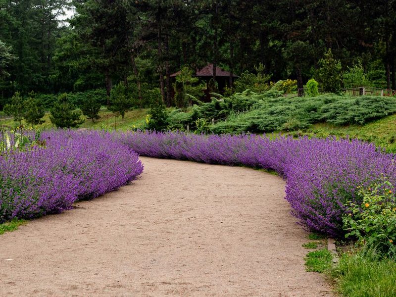 Jardín con un camino y canteros de flores