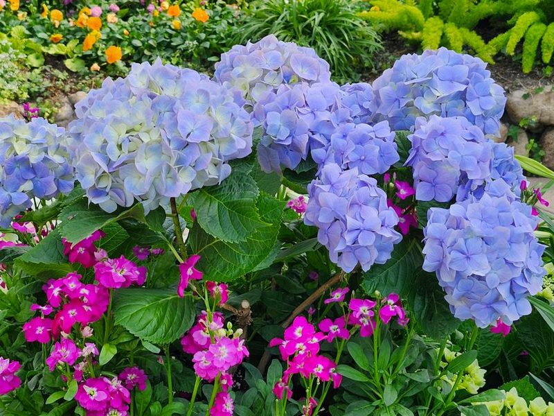 Hortensias azules y rosadas en un jardín