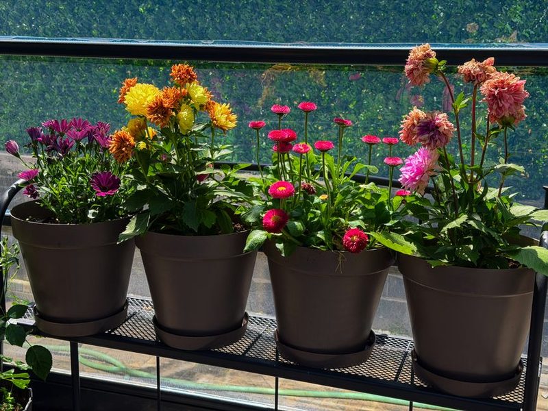 Balcón con macetas de flores