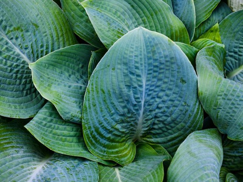 Jardín de sombra con hostas y helechos